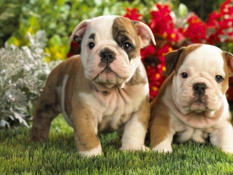 Best Breeds Of Dog For Children