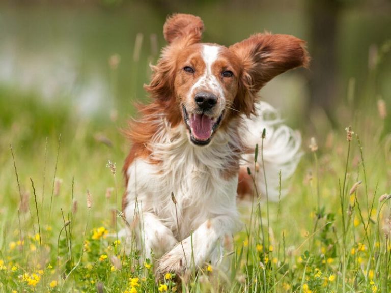 Dog Body Language