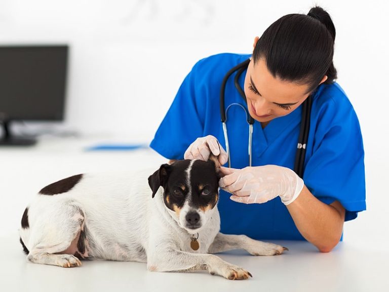 Most Common Diseases In Dogs