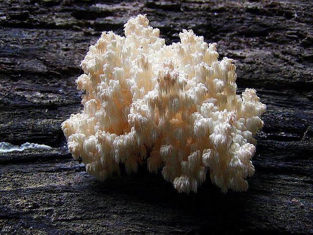 Lion’s Mane into Your Daily Routine