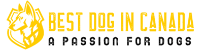 Best Dog In Canada – A Passion For Dogs